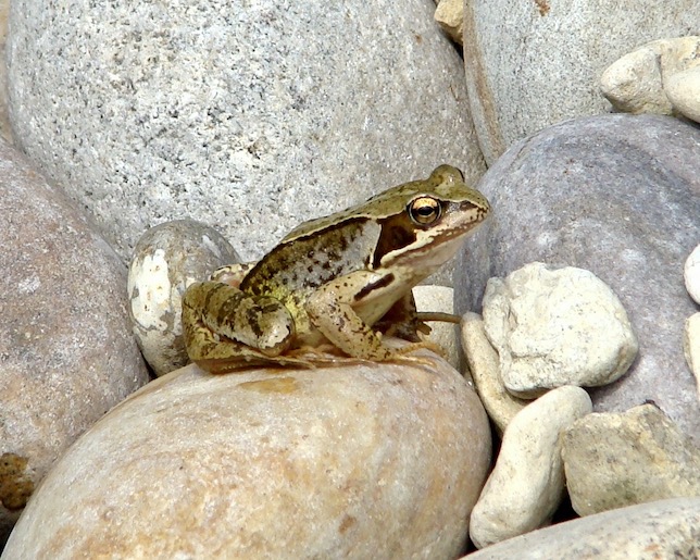 frog